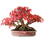 Acer buergerianum, 17,5 cm, ± 45 years old, with a nebari of 8,5 cm and in a handmade Japanese pot by Aiba Koyou, photographed in autumn colours (October 20)