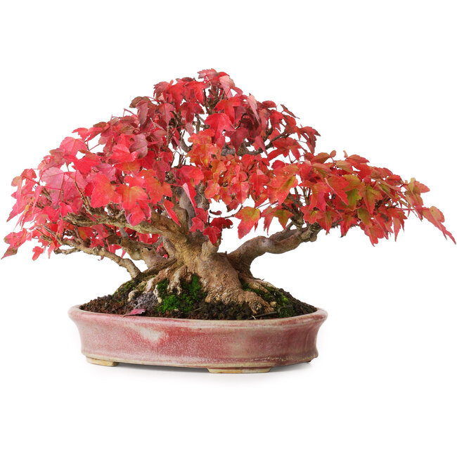 Acer buergerianum, 17,5 cm, ± 45 años, con un nebari de 8,5 cm y en una maceta japonesa hecha a mano por Aiba Koyou, fotografiado con colores otoñales (20 de octubre)