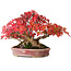 Acer buergerianum, 17,5 cm, ± 45 anni, con un nebari di 8,5 cm e in un vaso giapponese fatto a mano da Aiba Koyou, fotografato nei colori autunnali (20 ottobre)