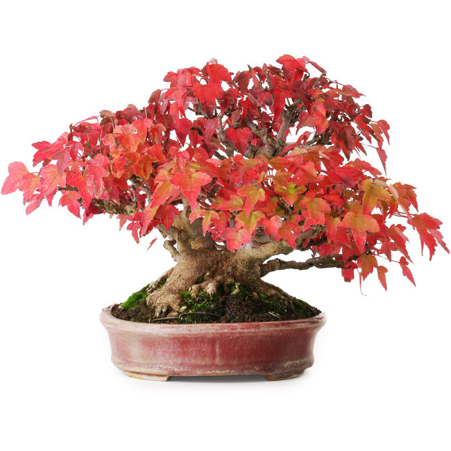 Acer buergerianum, 17,5 cm, ± 45 years old, with a nebari of 8,5 cm and in a handmade Japanese pot by Aiba Koyou, photographed in autumn colours (October 20)