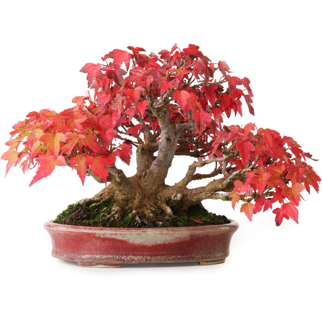 Acer buergerianum, 17,5 cm, ± 45 Jahre alt, mit einem Wurzelhals von 8,5 cm und in einem handgefertigten japanischen Topf von Aiba Koyou, fotografiert in Herbstfarben (20. Oktober)