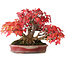 Acer buergerianum, 17,5 cm, ± 45 years old, with a nebari of 8,5 cm and in a handmade Japanese pot by Aiba Koyou, photographed in autumn colours (October 20)