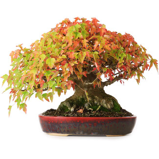 Acer buergerianum, 22 cm, ± 30 anni