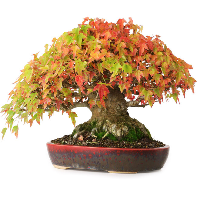 Acer buergerianum, 22 cm, ± 30 años, con un nebari de 10,5 cm y raíces de hasta 14 cm, fotografiado con colores otoñales (20 de octubre)