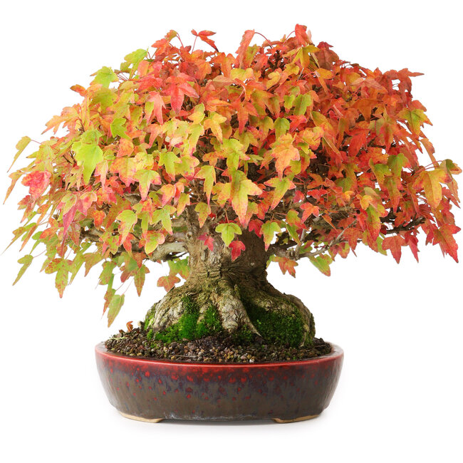 Acer buergerianum, 22 cm, ± 30 Jahre alt, mit einem Wurzelhals von 10,5 cm und Wurzeln bis zu 14 cm, fotografiert in Herbstfarben (20. Oktober)