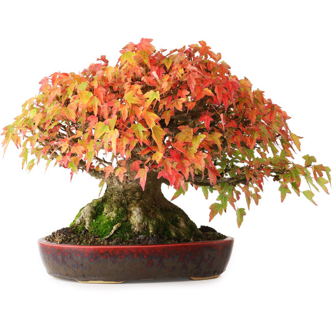 Acer buergerianum, 22 cm, ± 30 anni, con un nebari di 10,5 cm e radici fino a 14 cm, fotografato nei colori autunnali (20 ottobre)