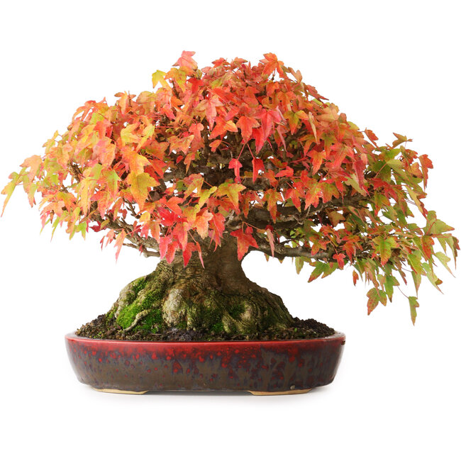Acer buergerianum, 22 cm, ± 30 jaar oud, met een nebari van 10,5 cm en wortels tot 14 cm, gefotografeerd in herfstkleuren (20 oktober)
