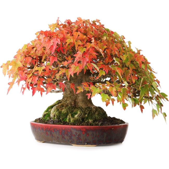 Acer buergerianum, 22 cm, ± 30 Jahre alt, mit einem Wurzelhals von 10,5 cm und Wurzeln bis zu 14 cm, fotografiert in Herbstfarben (20. Oktober)
