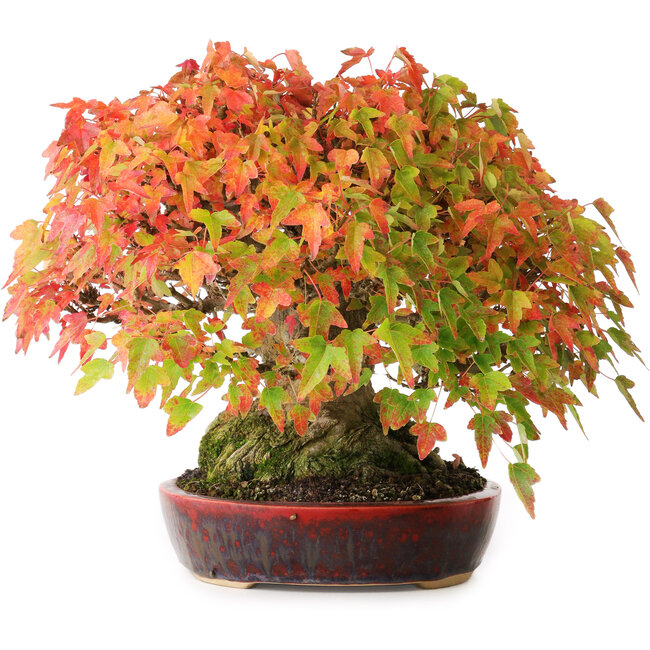 Acer buergerianum, 22 cm, ± 30 years old, with a nebari of 10,5 cm and roots up to 14 cm, photographed in autumn colours (October 20)