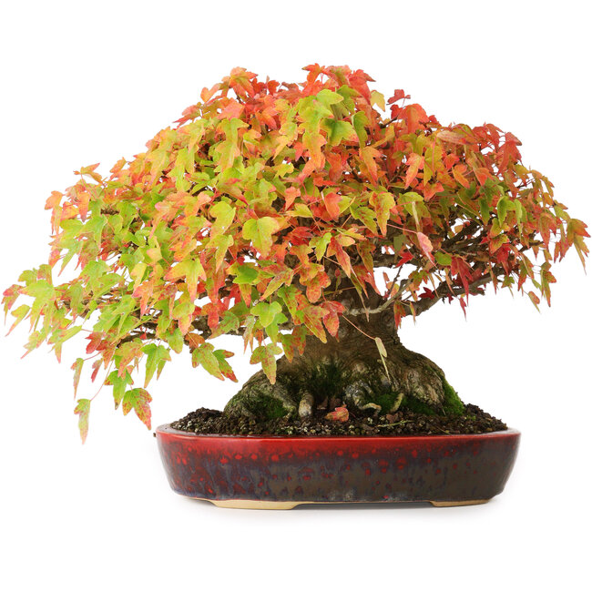 Acer buergerianum, 22 cm, ± 30 jaar oud, met een nebari van 10,5 cm en wortels tot 14 cm, gefotografeerd in herfstkleuren (20 oktober)
