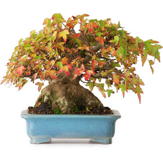 Acer buergerianum, 15 cm, ± 35 años