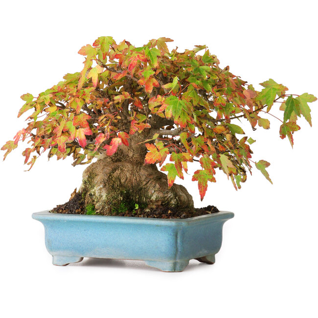 Acer buergerianum, 15 cm, ± 35 años, en maceta hecha a mano, fotografiado con colores otoñales (20 de octubre)