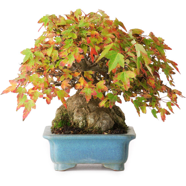 Acer buergerianum, 15 cm, ± 35 years old, in a handmade pot, photographed in autumn colours (October 20)