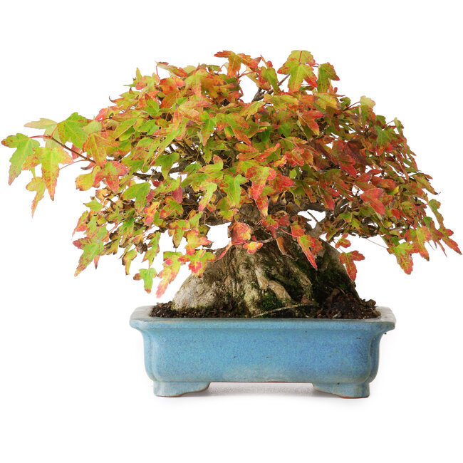 Acer buergerianum, 15 cm, ± 35 Jahre alt, in einem handgefertigten Topf, fotografiert in Herbstfarben (20. Oktober)