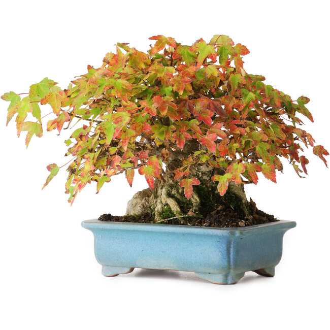 Acer buergerianum, 15 cm, ± 35 jaar oud, in een handgemaakte pot, gefotografeerd in herfstkleuren (20 oktober)