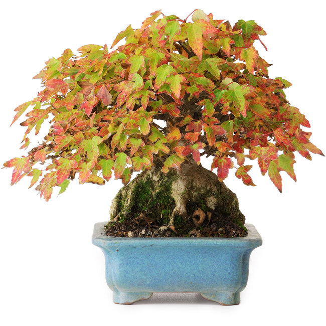 Acer buergerianum, 15 cm, ± 35 years old, in a handmade pot, photographed in autumn colours (October 20)