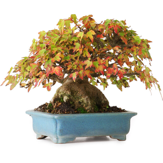 Acer buergerianum, 15 cm, ± 35 ans, dans un pot fait main, photographié aux couleurs d'automne (20 octobre)