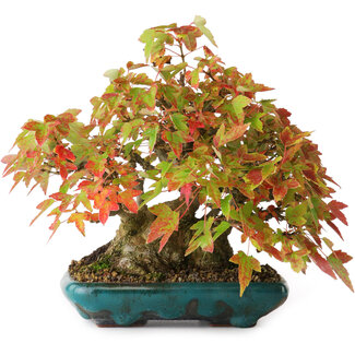 Acer buergerianum, 17,5 cm, ± 25 ans