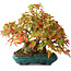 Acer buergerianum, 17,5 cm, ± 25 anni, fotografato nei colori autunnali (20 ottobre)