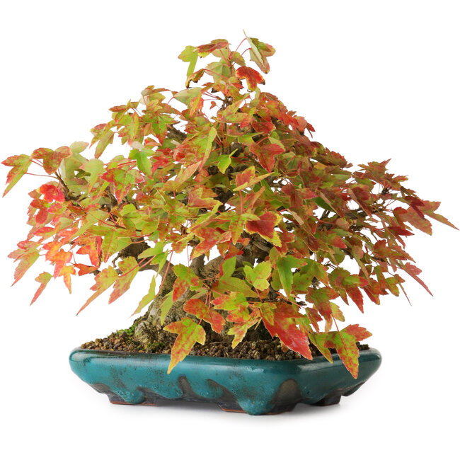 Acer buergerianum, 17,5 cm, ± 25 Jahre alt, fotografiert in Herbstfarben (20. Oktober)