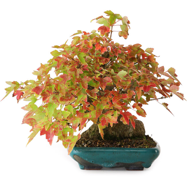 Acer buergerianum, 17,5 cm, ± 25 anni, fotografato nei colori autunnali (20 ottobre)