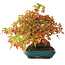 Acer buergerianum, 17,5 cm, ± 25 Jahre alt, fotografiert in Herbstfarben (20. Oktober)