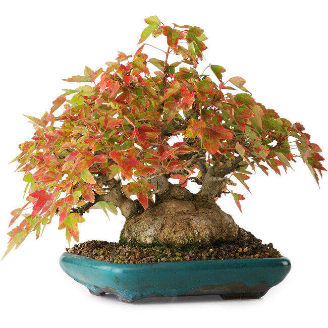 Acer buergerianum, 17,5 cm, ± 25 ans, photographié aux couleurs d'automne (20 octobre)