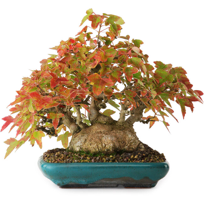 Acer buergerianum, 17,5 cm, ± 25 jaar oud, gefotografeerd in herfstkleuren (20 oktober)