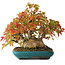 Acer buergerianum, 17,5 cm, ± 25 jaar oud, gefotografeerd in herfstkleuren (20 oktober)