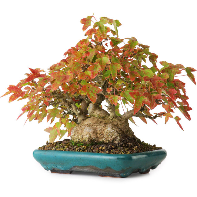 Acer buergerianum, 17,5 cm, ± 25 anni, fotografato nei colori autunnali (20 ottobre)