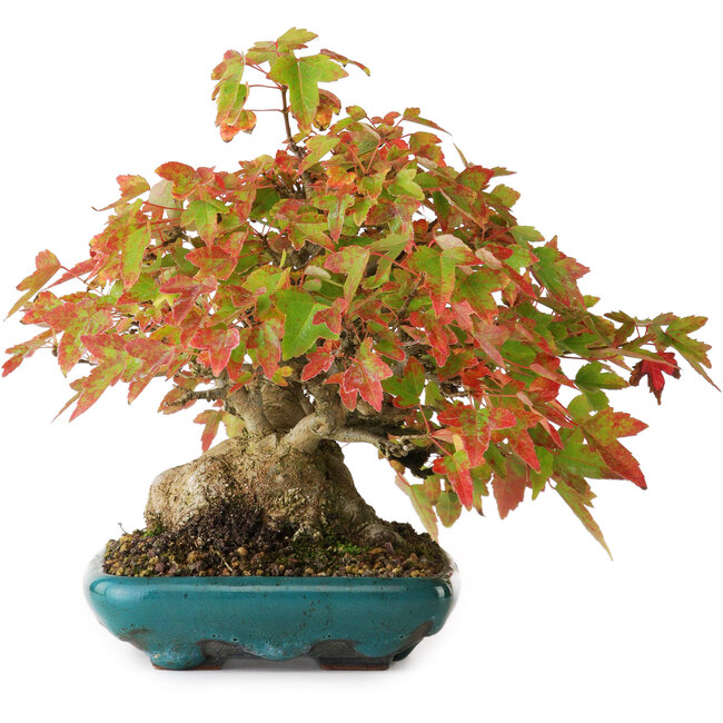 Acer buergerianum, 17,5 cm, ± 25 jaar oud, gefotografeerd in herfstkleuren (20 oktober)