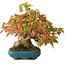 Acer buergerianum, 17,5 cm, ± 25 Jahre alt, fotografiert in Herbstfarben (20. Oktober)