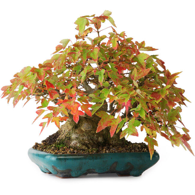 Acer buergerianum, 17,5 cm, ± 25 Jahre alt, fotografiert in Herbstfarben (20. Oktober)