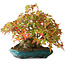 Acer buergerianum, 17,5 cm, ± 25 anni, fotografato nei colori autunnali (20 ottobre)