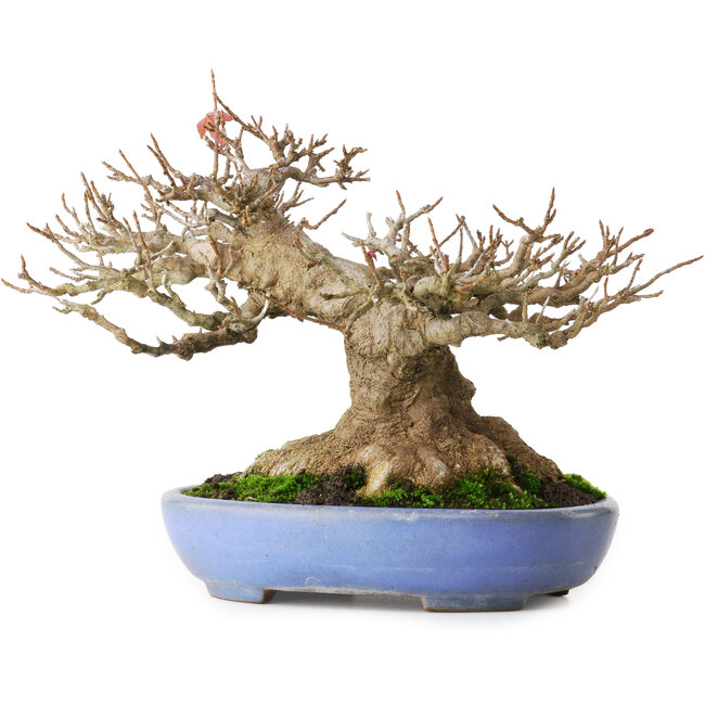 Acer buergerianum, 16,5 cm, ± 30 anni, con un nebari di 12 cm e in un vaso giapponese fatto a mano da Yamafusa, fotografato nei colori autunnali (20 ottobre)