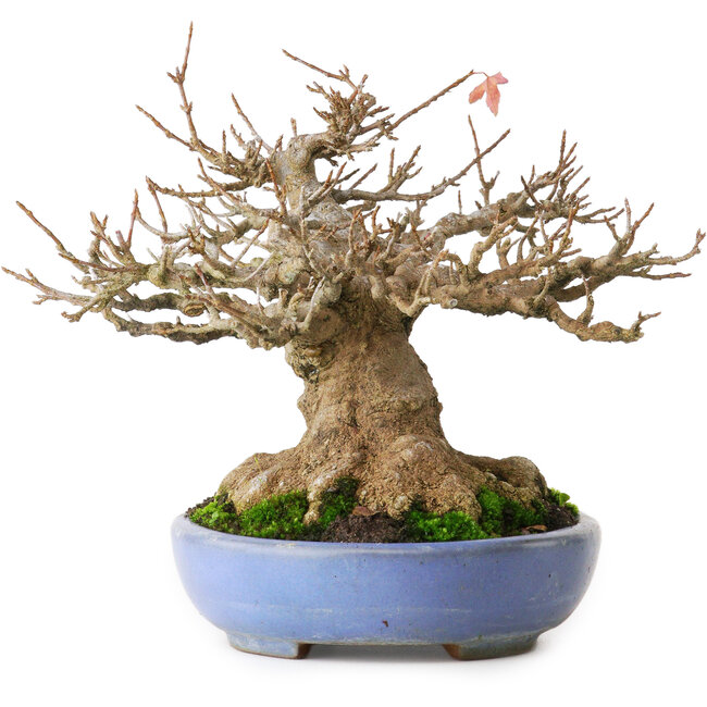 Acer buergerianum, 16,5 cm, ± 30 Jahre alt, mit einem Wurzelhals von 12 cm und in einem handgefertigten japanischen Topf von Yamafusa, fotografiert in Herbstfarben (20. Oktober)