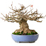 Acer buergerianum, 16,5 cm, ± 30 jaar oud, met een nebari van 12 cm en in een handgemaakte Japanse pot van Yamafusa, gefotografeerd in herfstkleuren (20 oktober)
