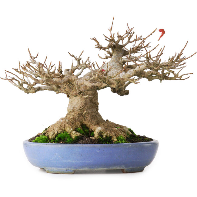 Acer buergerianum, 16,5 cm, ± 30 years old, with a nebari of 12 cm and in a handmade Japanese pot by Yamafusa, photographed in autumn colours (October 20)