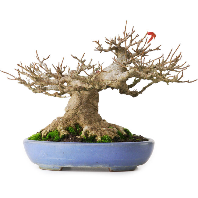 Acer buergerianum, 16,5 cm, ± 30 anni, con un nebari di 12 cm e in un vaso giapponese fatto a mano da Yamafusa, fotografato nei colori autunnali (20 ottobre)