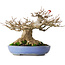 Acer buergerianum, 16,5 cm, ± 30 jaar oud, met een nebari van 12 cm en in een handgemaakte Japanse pot van Yamafusa, gefotografeerd in herfstkleuren (20 oktober)