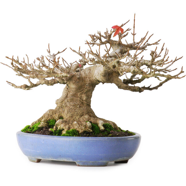 Acer buergerianum, 16,5 cm, ± 30 anni, con un nebari di 12 cm e in un vaso giapponese fatto a mano da Yamafusa, fotografato nei colori autunnali (20 ottobre)