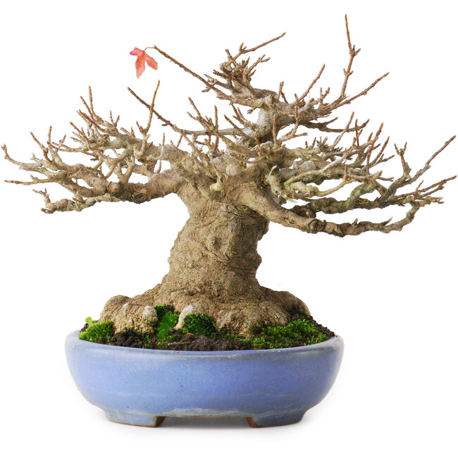 Acer buergerianum, 16,5 cm, ± 30 años, con un nebari de 12 cm y en una maceta japonesa hecha a mano por Yamafusa, fotografiado con colores otoñales (20 de octubre)