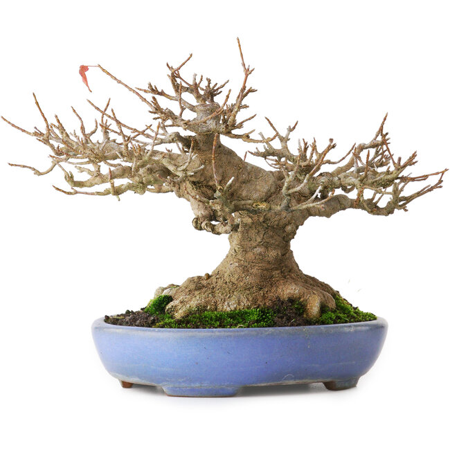 Acer buergerianum, 16,5 cm, ± 30 años, con un nebari de 12 cm y en una maceta japonesa hecha a mano por Yamafusa, fotografiado con colores otoñales (20 de octubre)