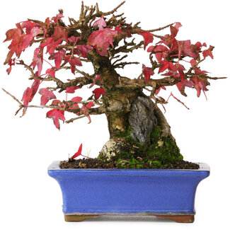 Acer buergerianum, 15,5 cm, ± 25 años