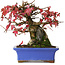 Acer buergerianum, 15,5 cm, ± 25 Jahre alt, fotografiert in Herbstfarben (20. Oktober)