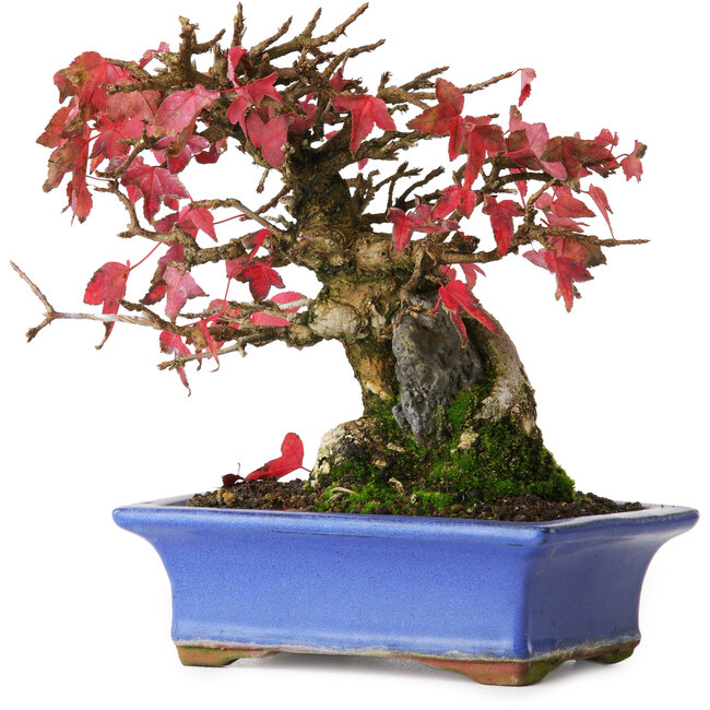 Acer buergerianum, 15,5 cm, ± 25 anni, fotografato nei colori autunnali (20 ottobre)