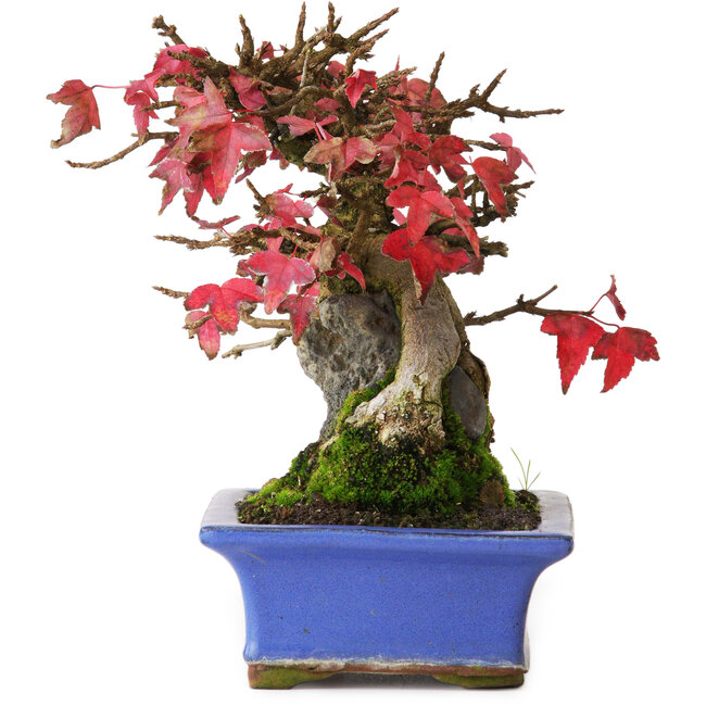 Acer buergerianum, 15,5 cm, ± 25 anni, fotografato nei colori autunnali (20 ottobre)