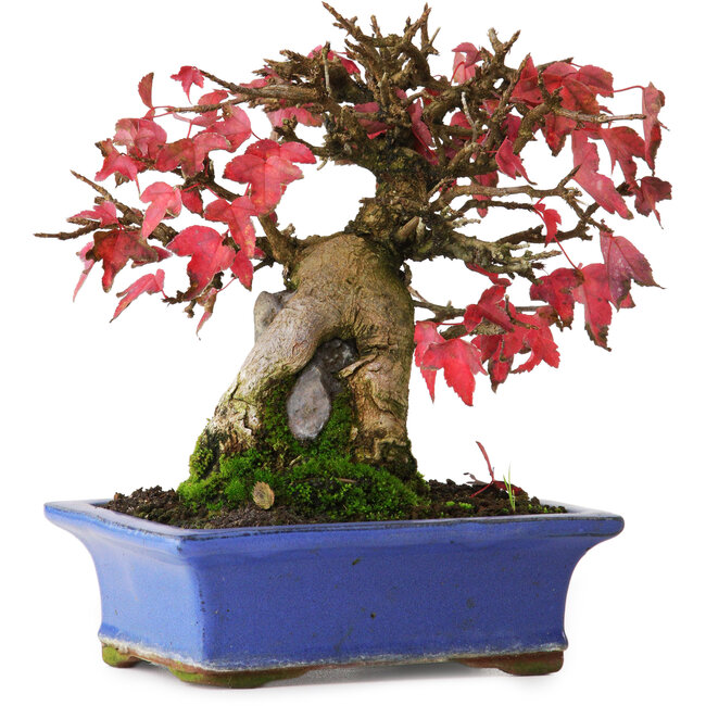 Acer buergerianum, 15,5 cm, ± 25 Jahre alt, fotografiert in Herbstfarben (20. Oktober)