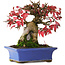 Acer buergerianum, 15,5 cm, ± 25 years old, photographed in autumn colours (October 20)