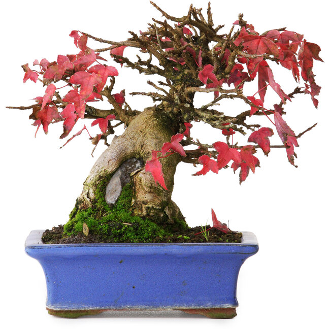 Acer buergerianum, 15,5 cm, ± 25 años, fotografiado con colores otoñales (20 de octubre)